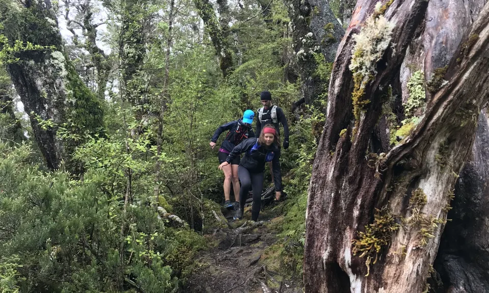 Hump Ridge Track, Southland