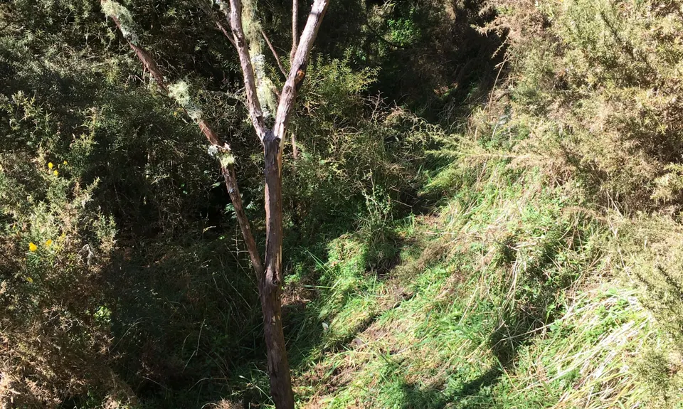 Mangaokewa, Waikato