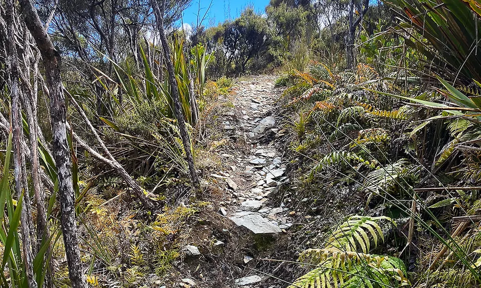 Myra's Track plus a bit, West Coast