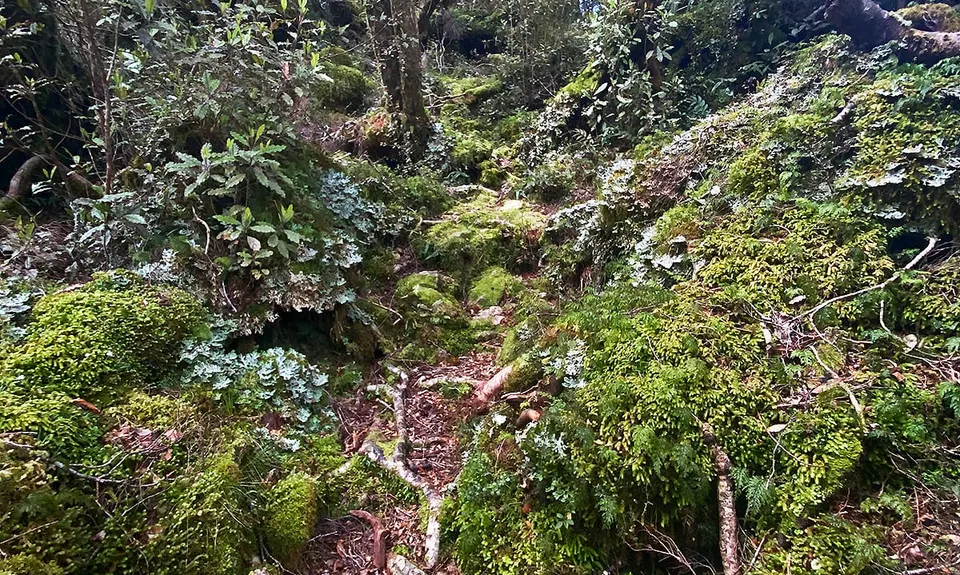 Myra's Track plus a bit, West Coast