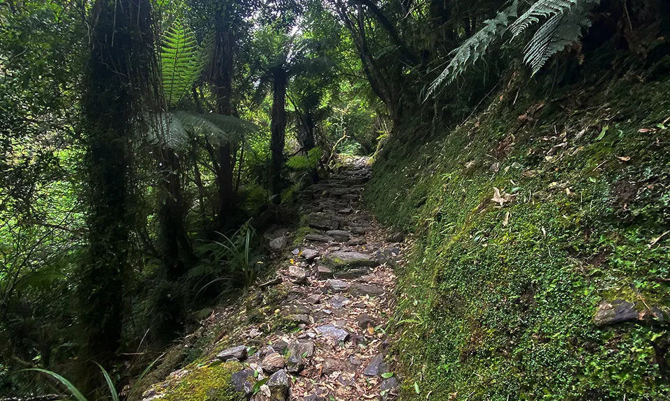 Tartare Tunnel Track, West Coast