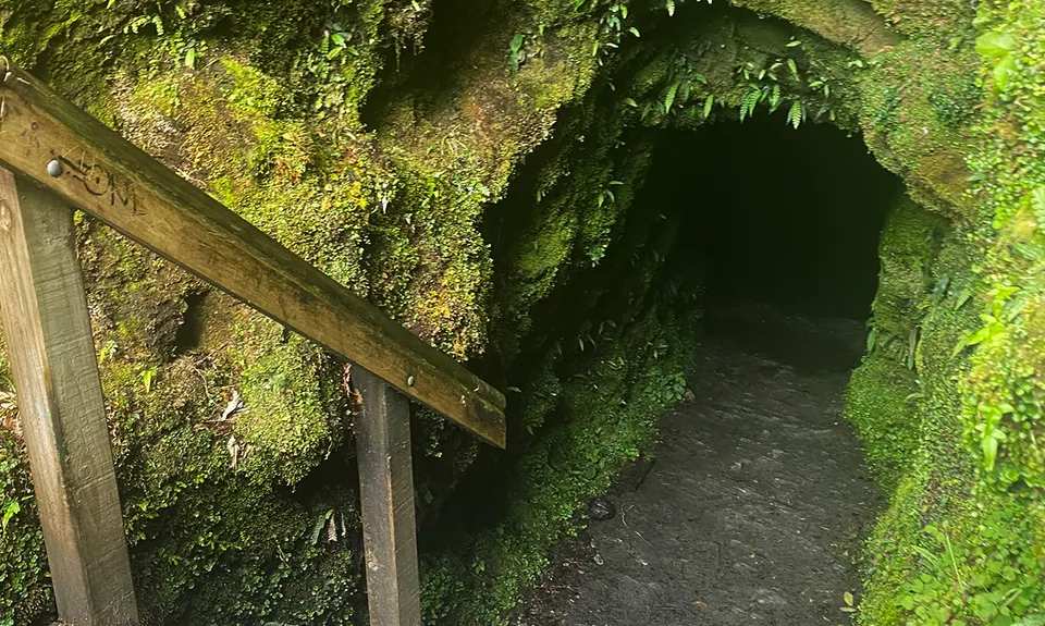 Tartare Tunnel Track, West Coast
