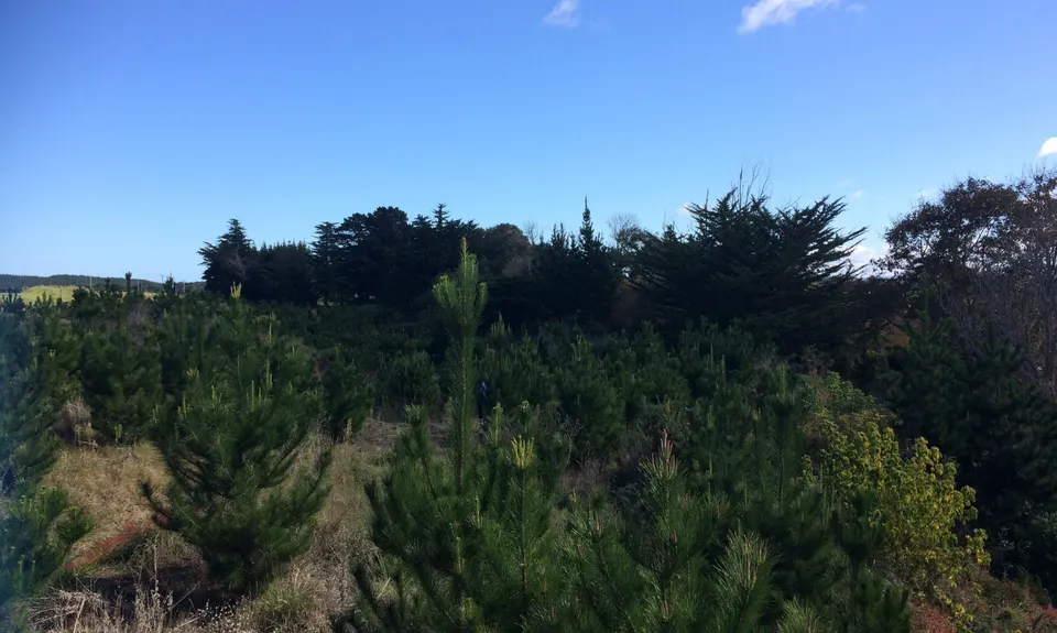 Araheke MTB park, Manawatu - Wanganui