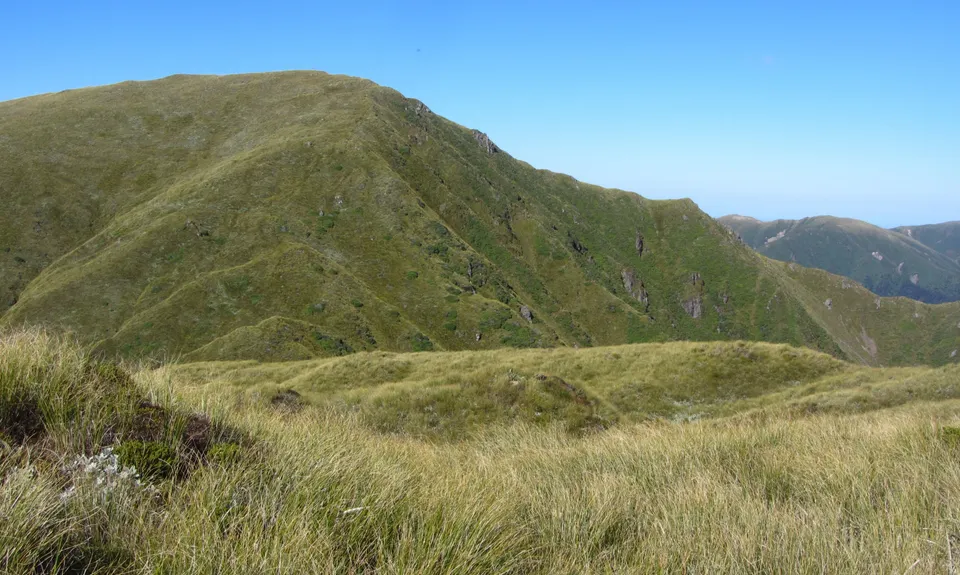 Mangahuia