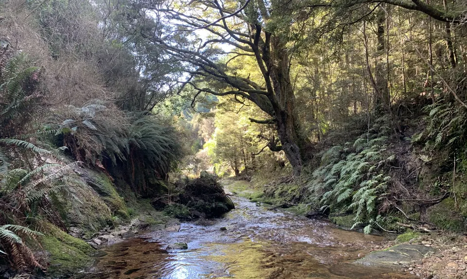Evansdale to Silverpeaks, Otago