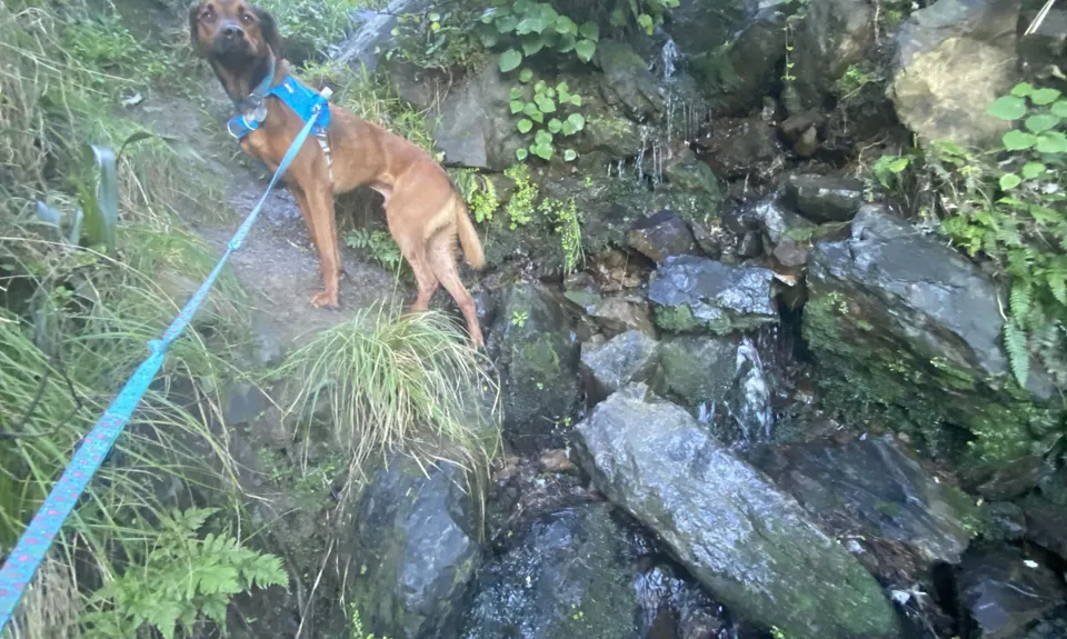 Swallow's loop, Wellington