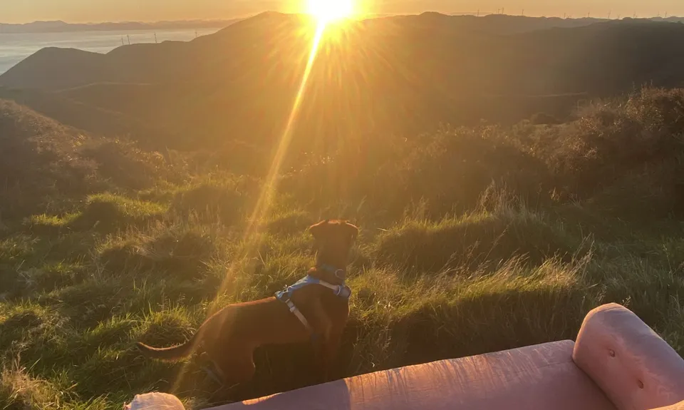 Swallow's loop, Wellington