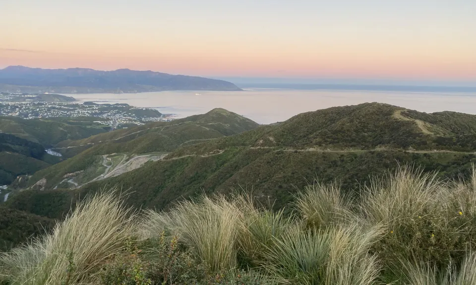 Swallow's loop, Wellington