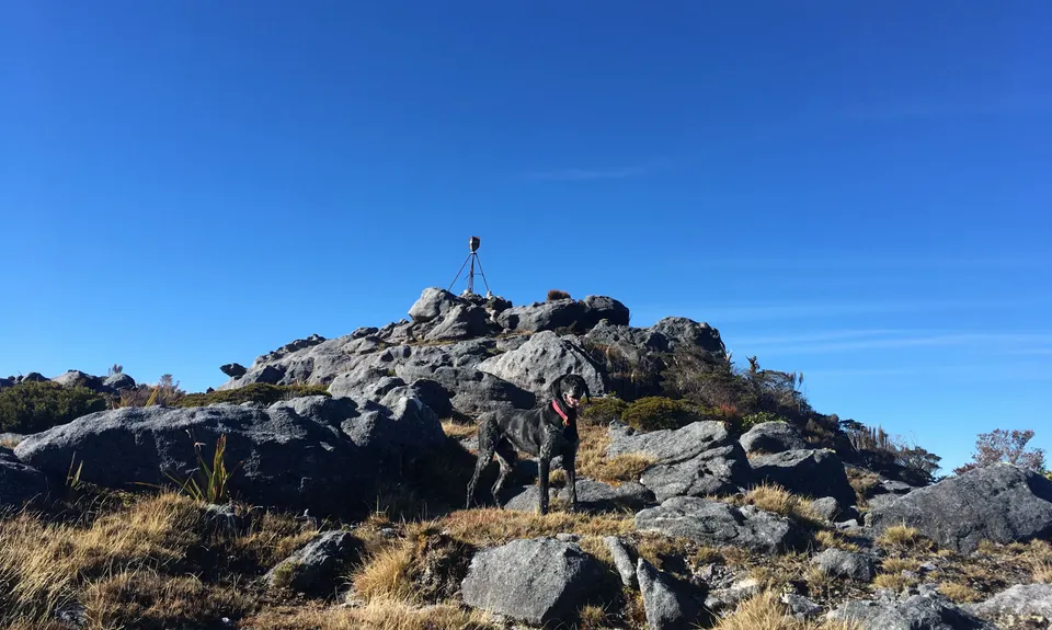 Mt William Loop, West Coast
