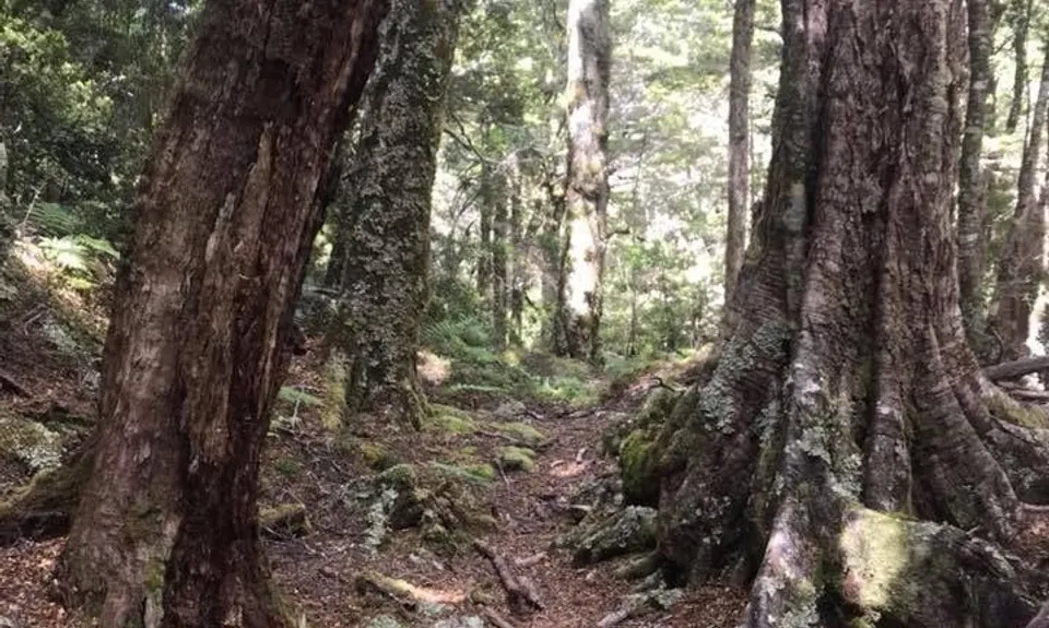 Anatoki-Waingaro-Kill Devil , Tasman
