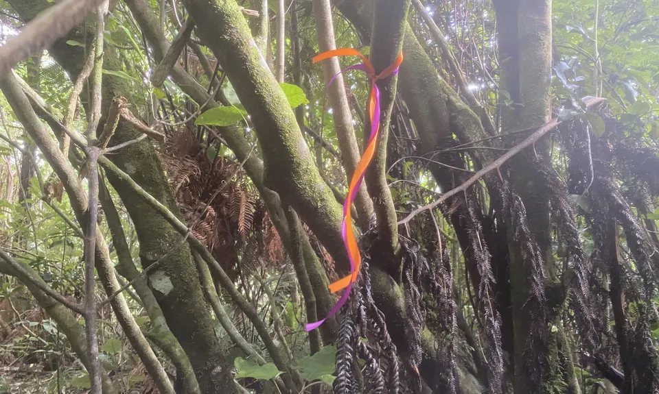 Mount Titi Full Bush , Wellington
