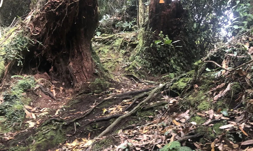 Coppermine Loop & Mine, Manawatu - Wanganui