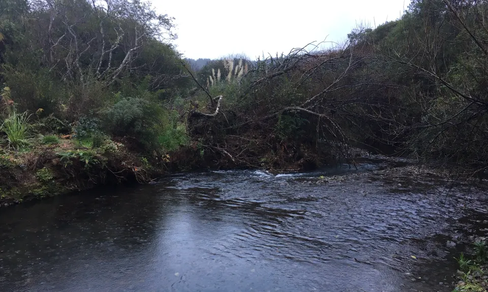 Ernie's loop, Auckland