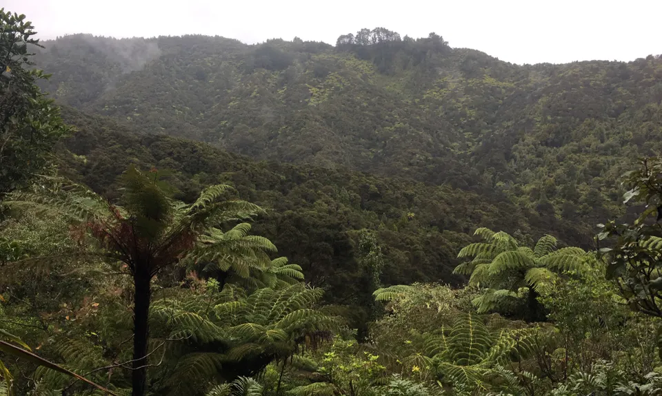 Ernie's loop, Auckland