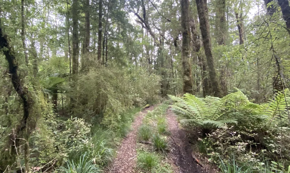 Tiropahi Trail, West Coast