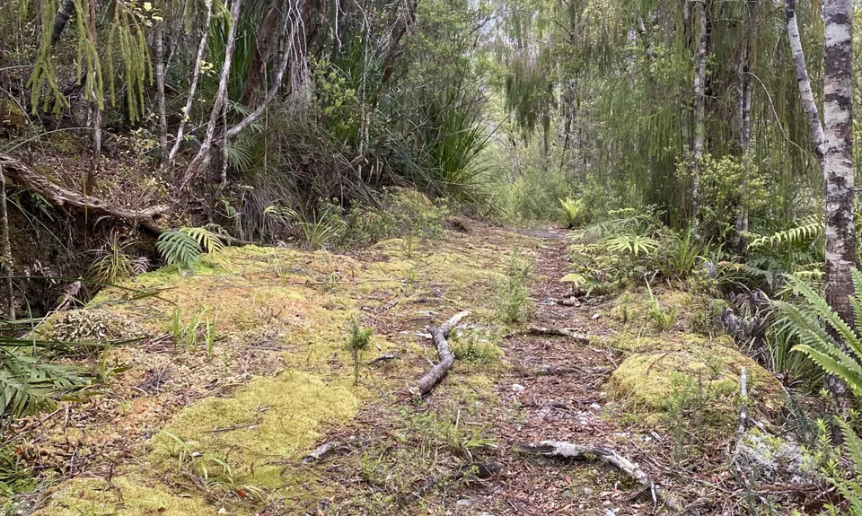 Tiropahi Trail, West Coast