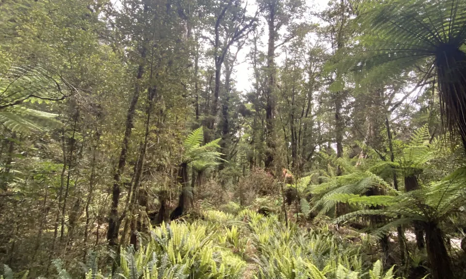 Tiropahi Trail, West Coast