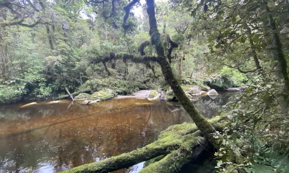Tiropahi Trail, West Coast