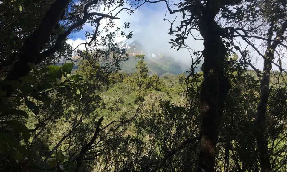 Kokowai Loop, Taranaki