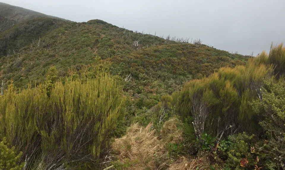 Kokowai Loop, Taranaki