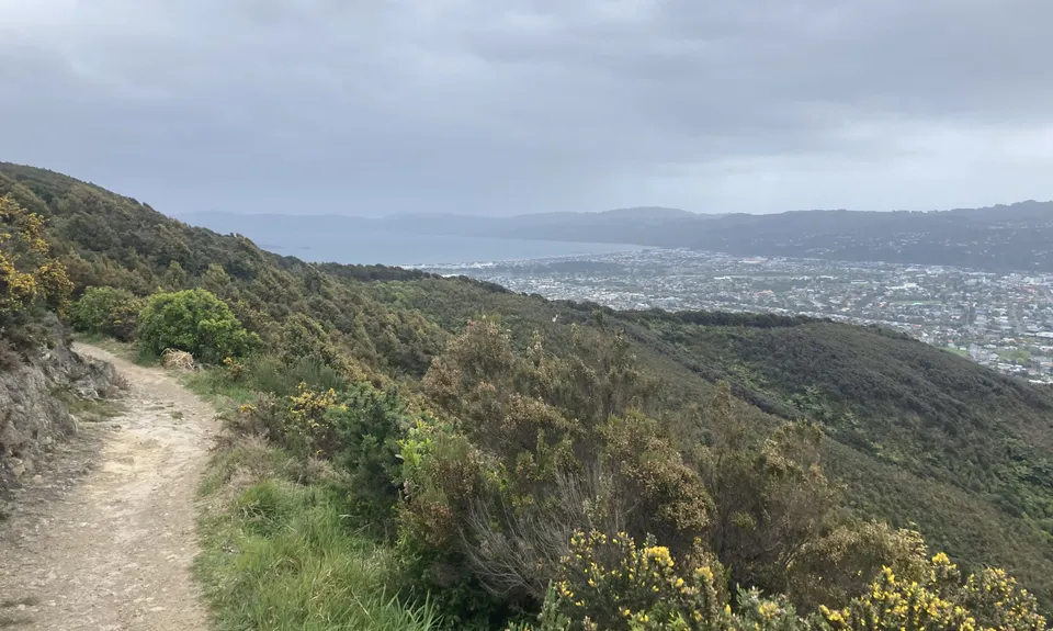 Waddington Loop of Wander, Wellington