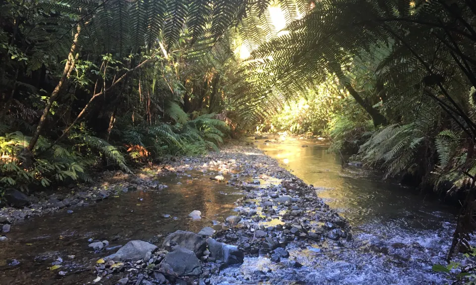 Kohukohunui Connection, Auckland