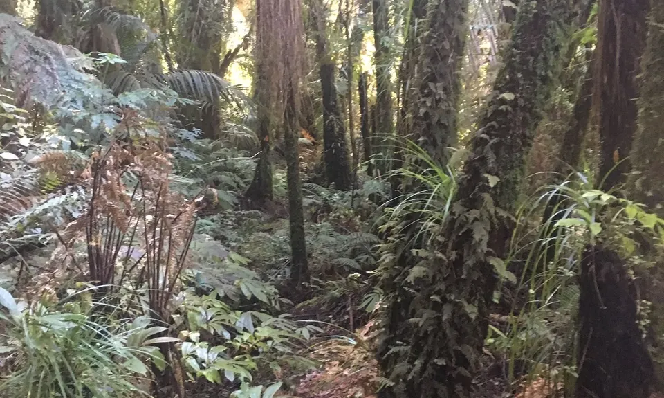 Kohukohunui Connection, Auckland