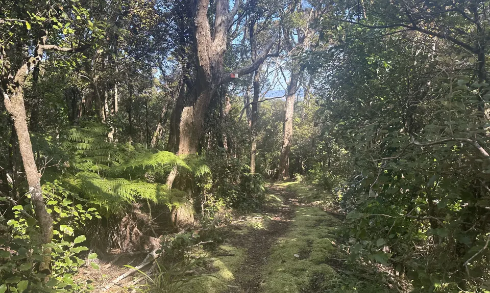 Whangaruru North Head Loop, Northland
