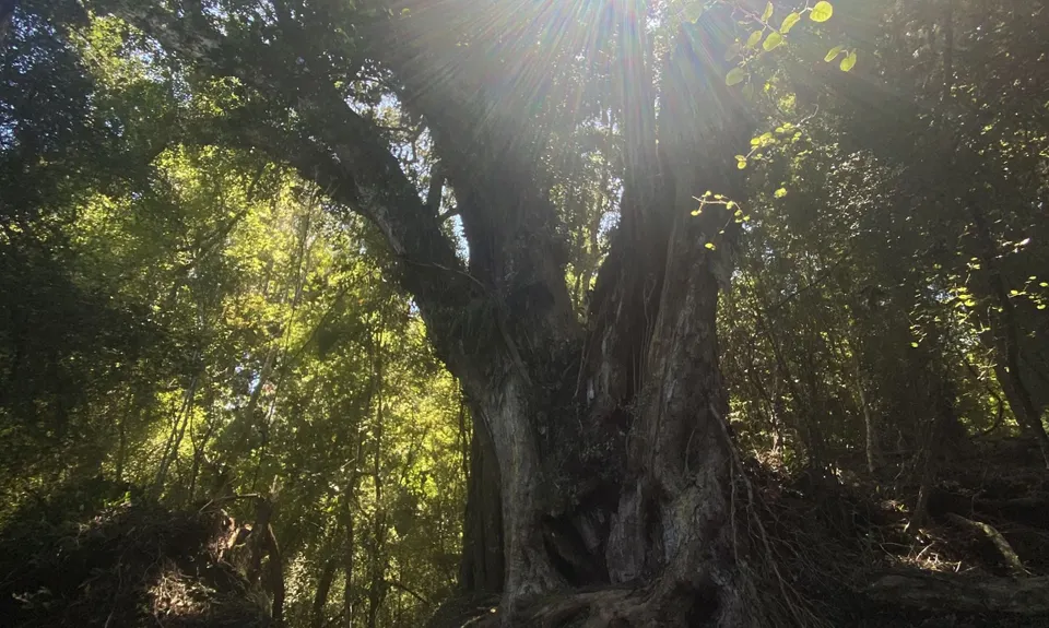 Whiskey Creek, Southland