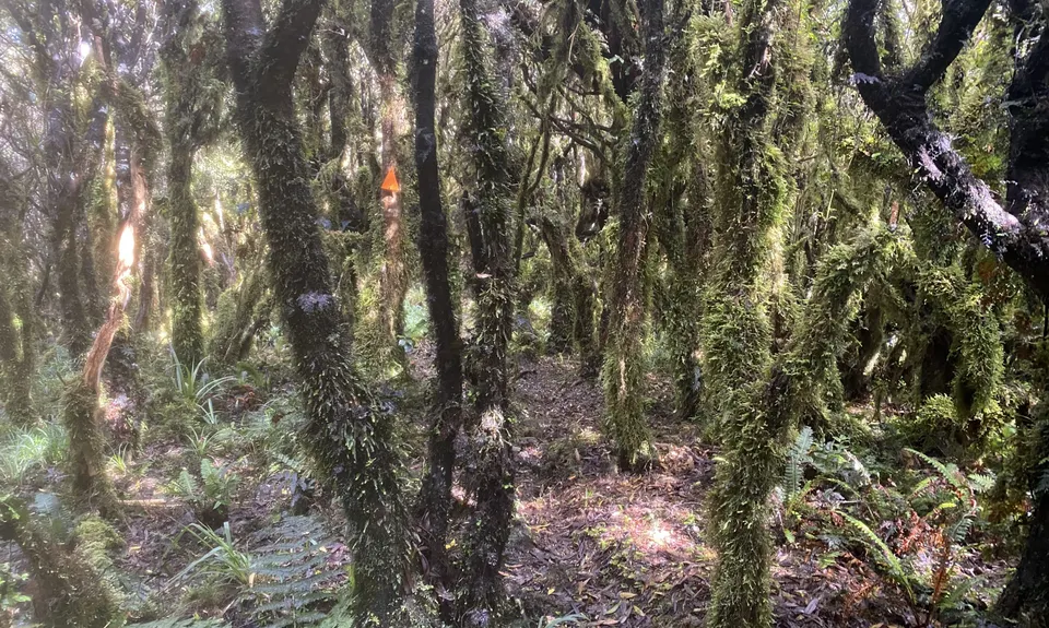 Wainui