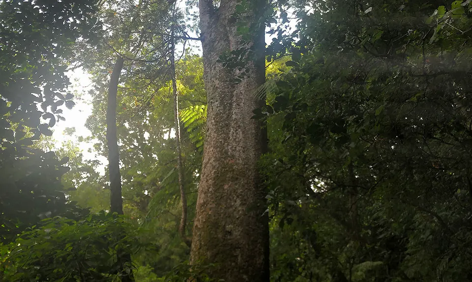Waterfalls & Kauri!, Northland