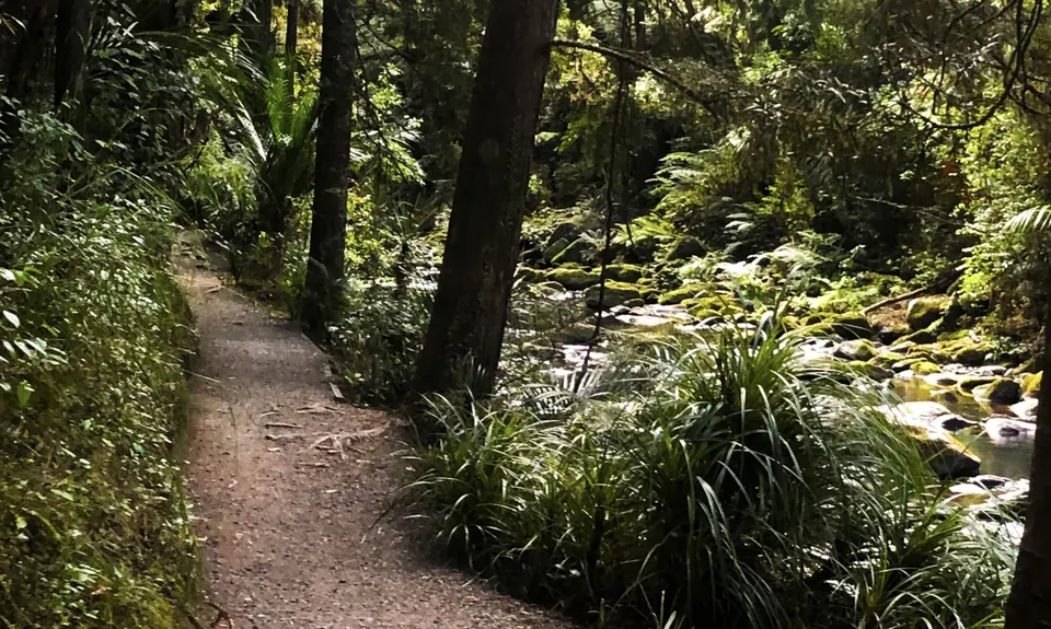 Waterfalls & Kauri!, Northland