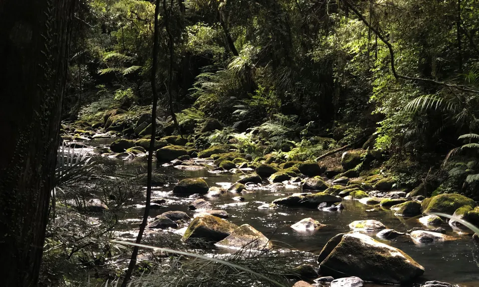 Waterfalls & Kauri!, Northland