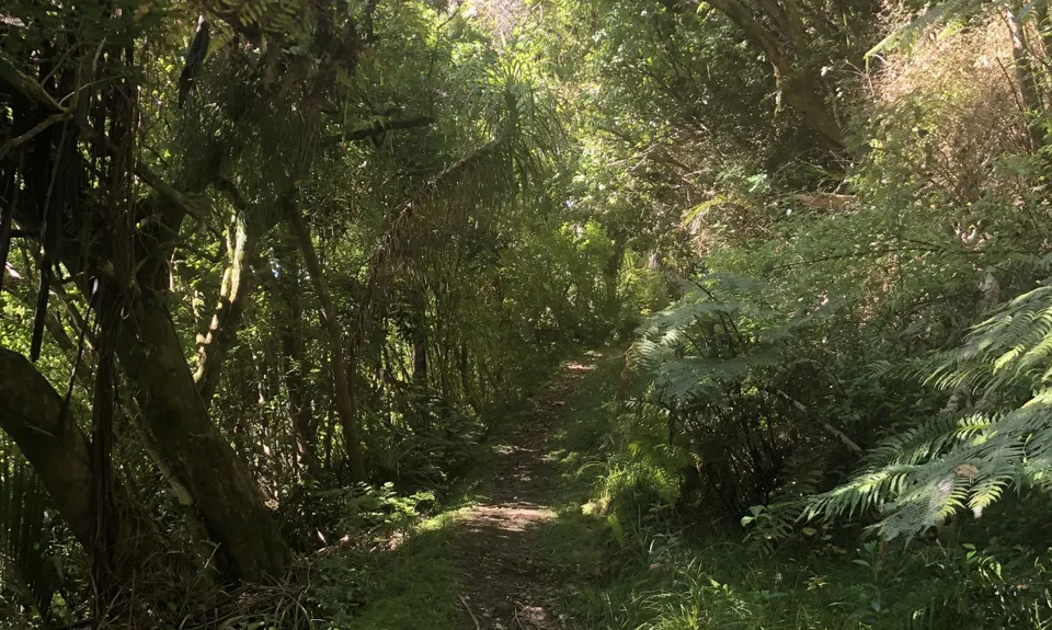 6 Foot Track - NZ Style, Northland
