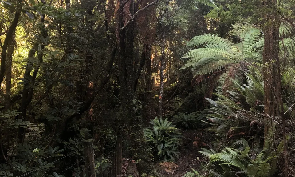 6 Foot Track - NZ Style, Northland