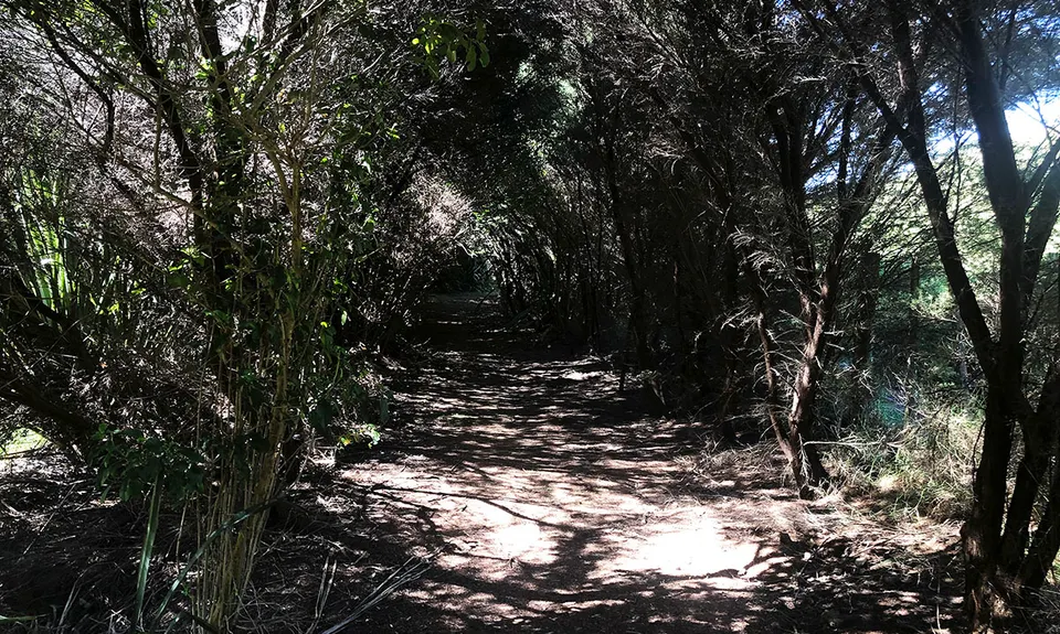 All the Trails at Scandrett, Auckland