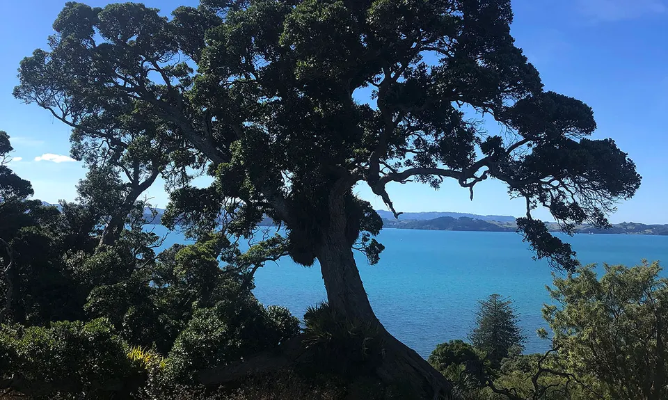 All the Trails at Scandrett, Auckland