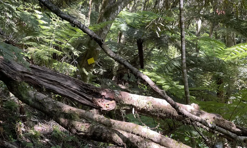 Eastern Okataina Walkway to Tarawera Falls, Bay of Plenty