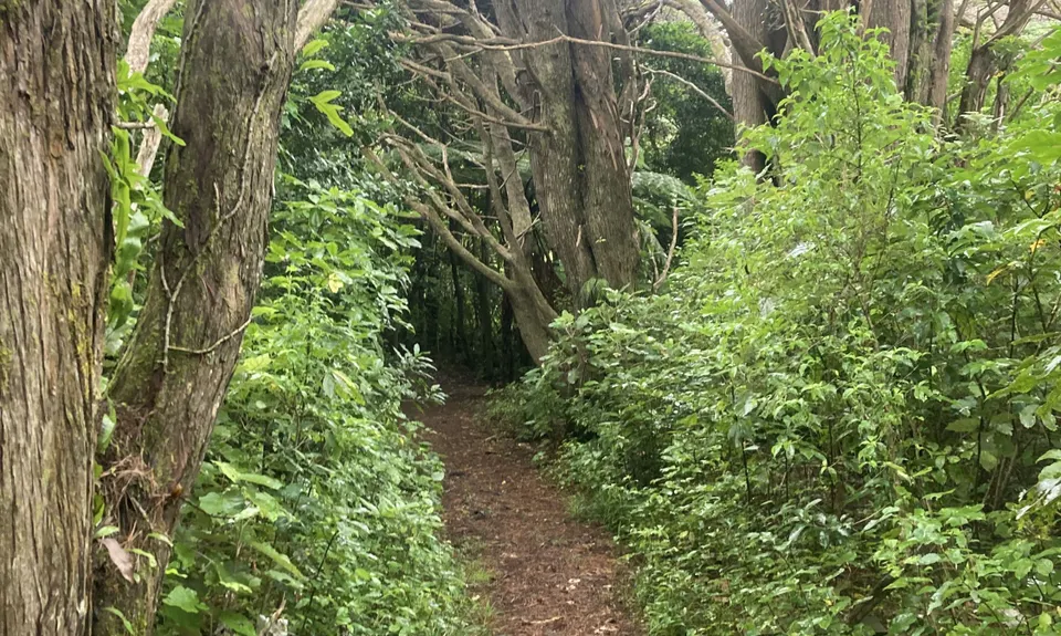 Seeking Sanctuary, Wellington