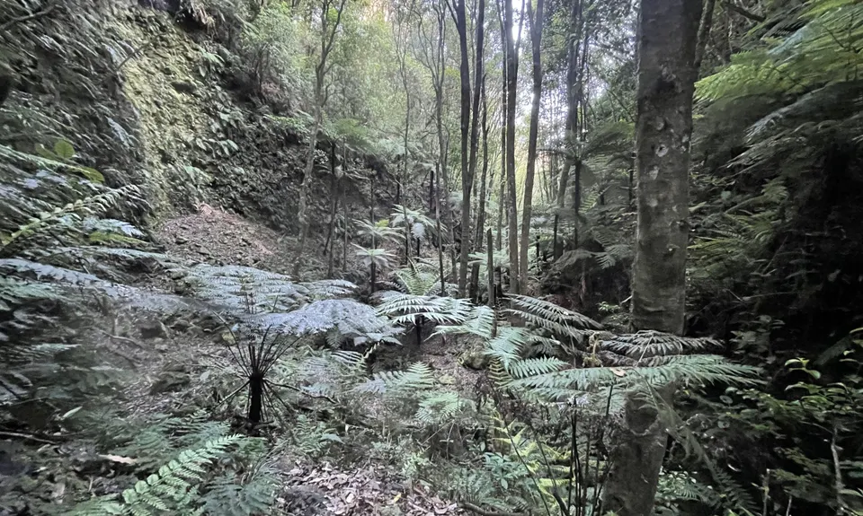 Eastern Okataina Walkway to Tarawera Falls, Bay of Plenty