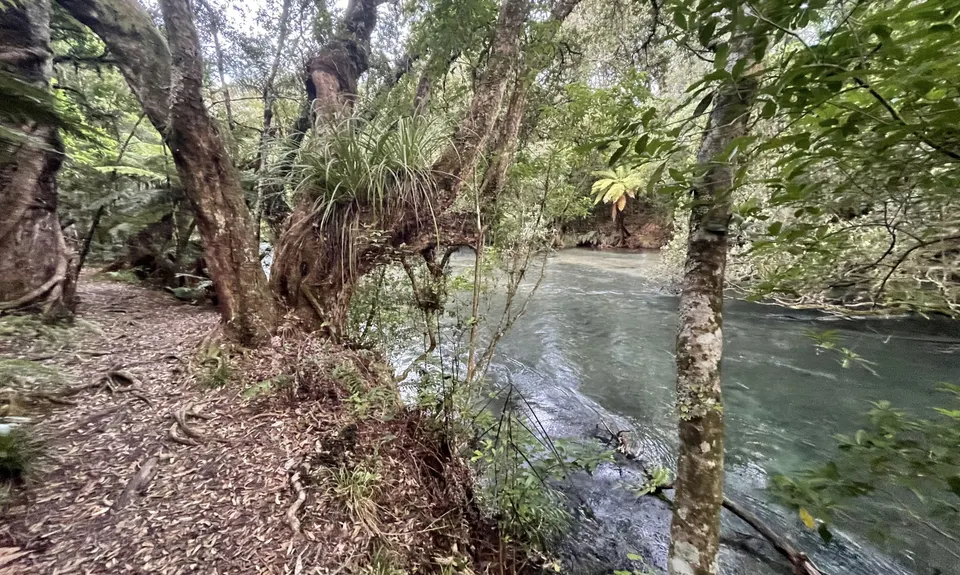 Eastern Okataina Walkway to Tarawera Falls, Bay of Plenty