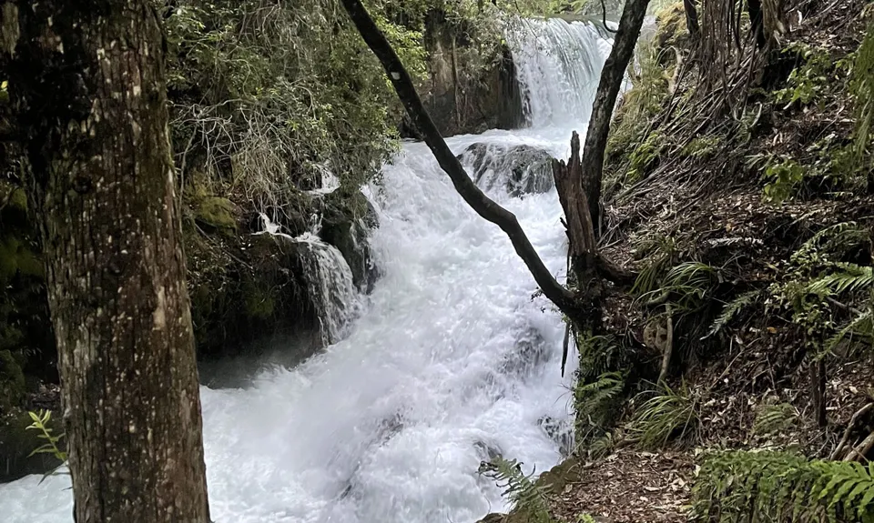 Eastern Okataina Walkway to Tarawera Falls, Bay of Plenty