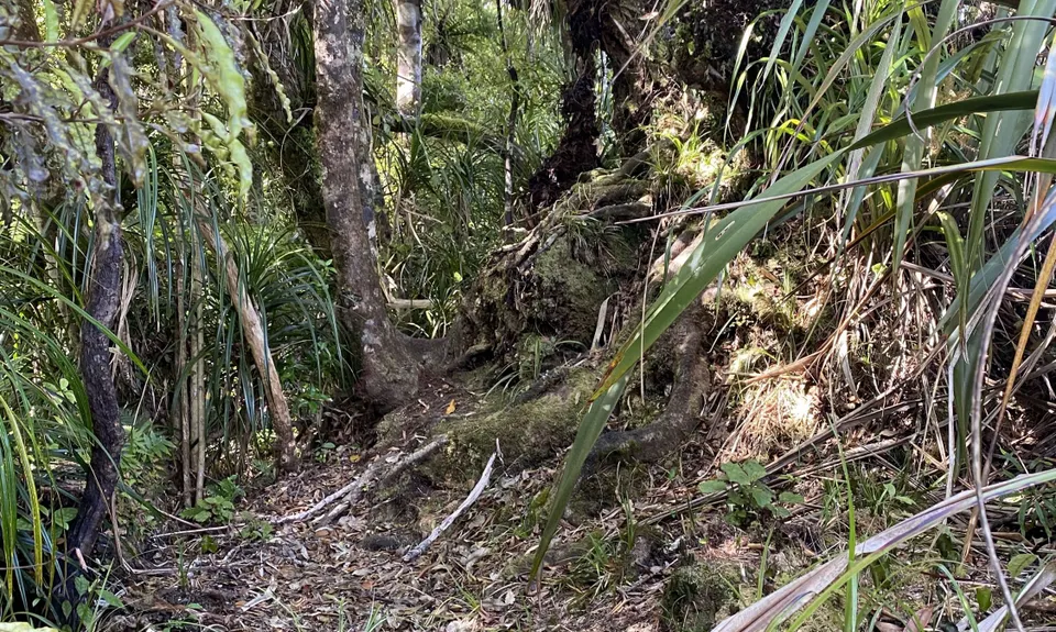 Hauturu High Point - East, Northland