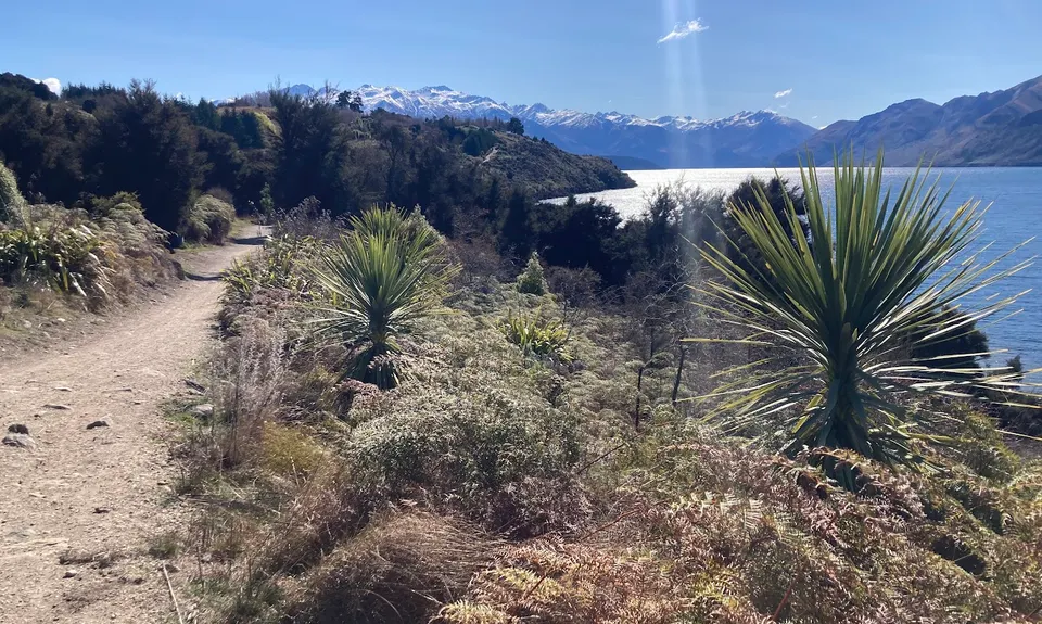 Millennium Track: Glendhu Bay to Wānaka Tree, Otago