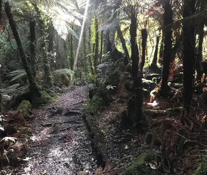 Mangaone Return, Wellington