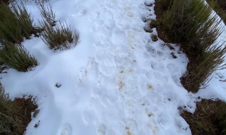 Mt Thomas Routes and Ridges, Canterbury