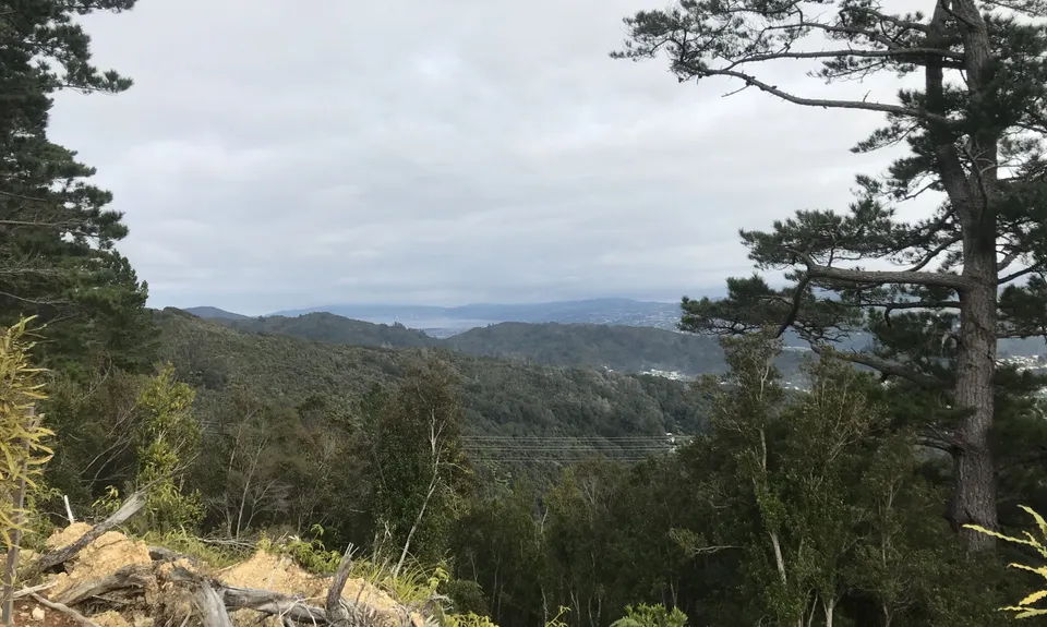 Tawhai Loop, Wellington