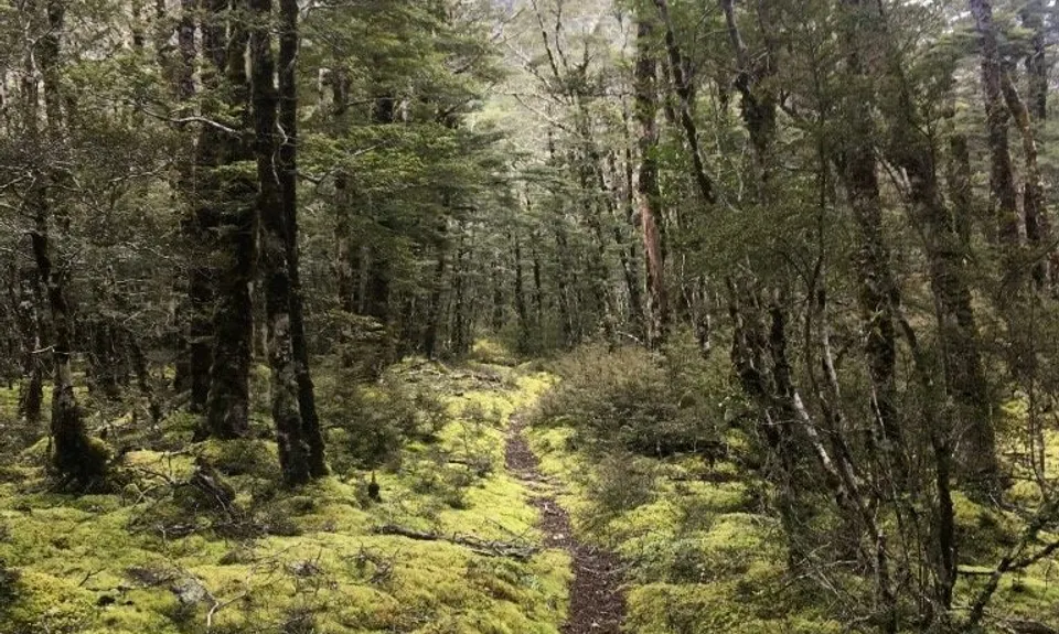 Rolleston Pack Track, Canterbury