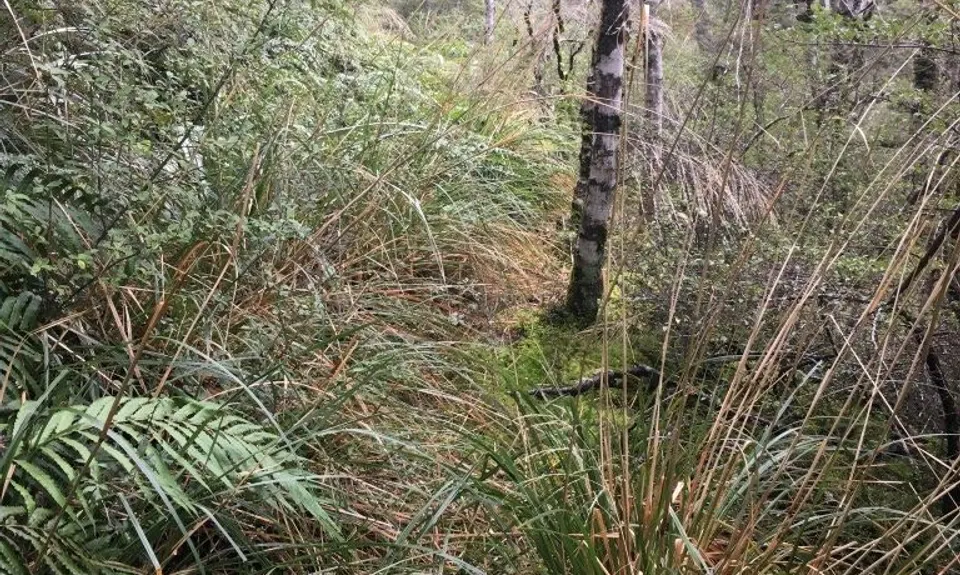 Rolleston Pack Track, Canterbury