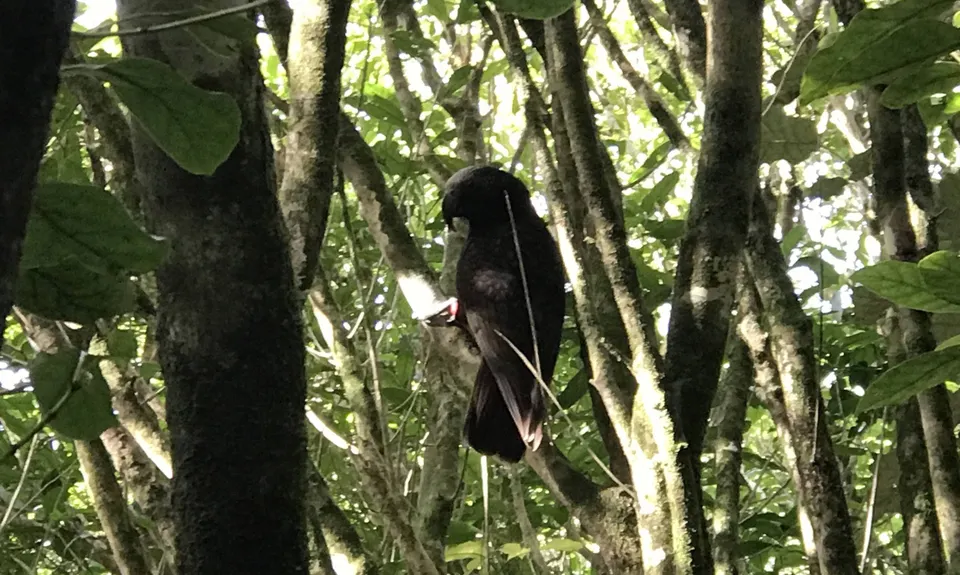 Aro Valley - Red Rocks Thigh Buster, Wellington